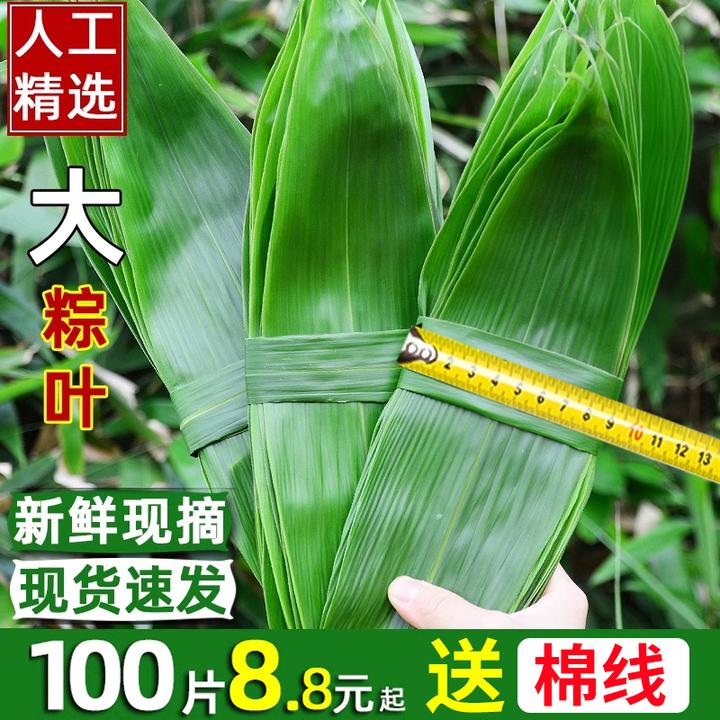【100片】新鲜粽叶竹叶摆盘装饰小叶子家用商用大号鲜棕寿司DIY用具