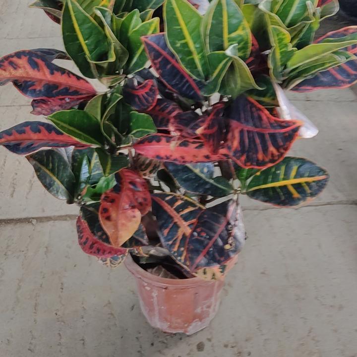 七彩变叶木招财盆栽室内绿植观叶植物净化空气易养