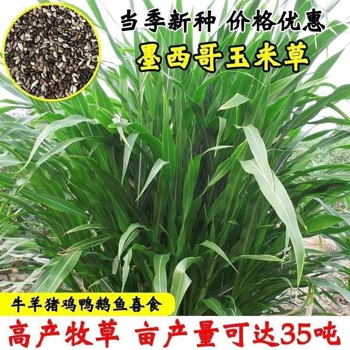 进口墨西哥玉米草种子高产无毛四季耐热耐寒优质牧草进口养猪牛羊