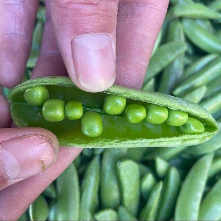 如皋新鲜豌豆甜脆青豆农家种植现摘蔬菜水果甜豆荚包邮