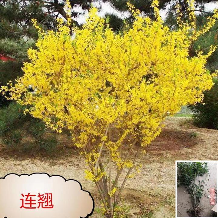 花苗植物阳台花树苗垂吊庭院花卉室外迎春地栽绿化苗耐寒盆栽连翘