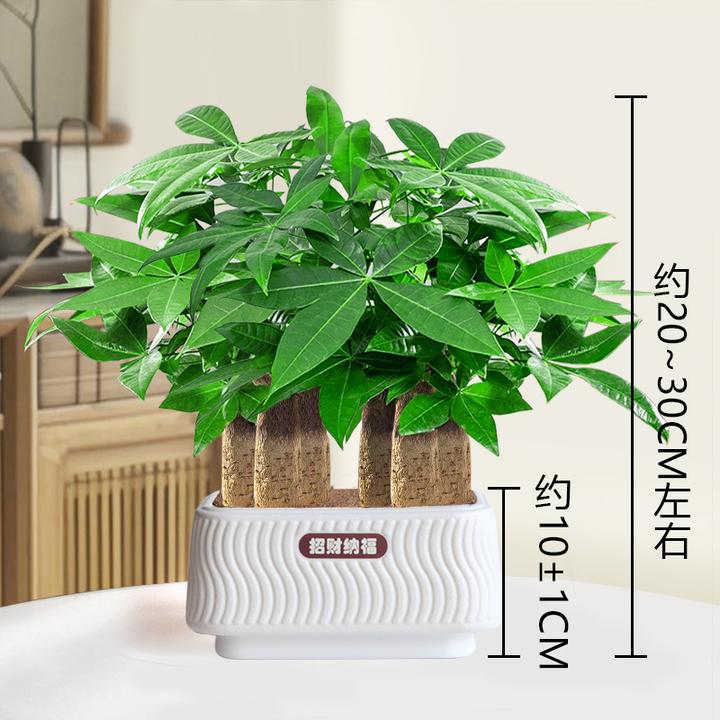 【六杆发财树】室内桌面（约20~30CM）季节盆栽鲜活好养护观叶耐旱