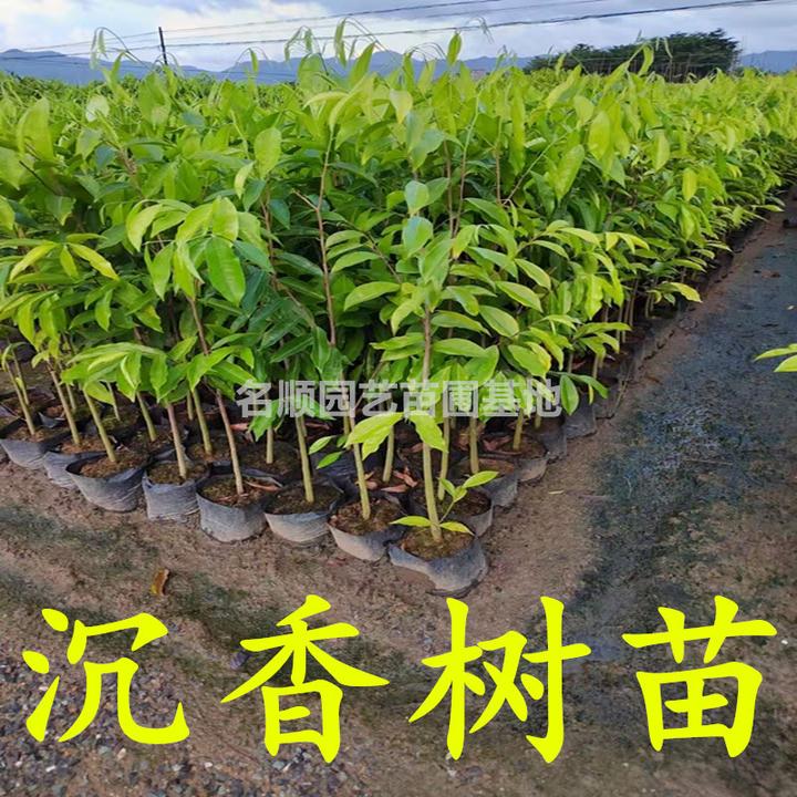 沉香树苗珍贵植物奇楠沉香苗海南白木香苗盆栽常绿基地带叶土发货