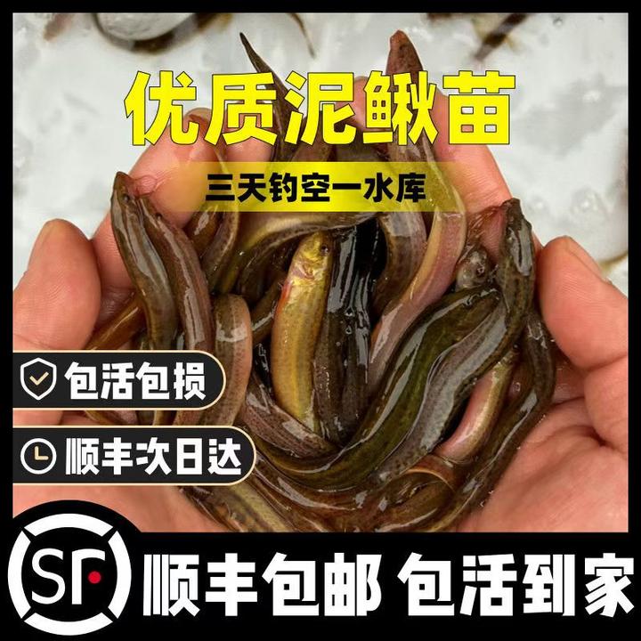 活体泥鳅钓鱼顺丰包邮喂鱼的淡水鱼苗鲜活台湾黑泥鳅垂钓乌龟饲料