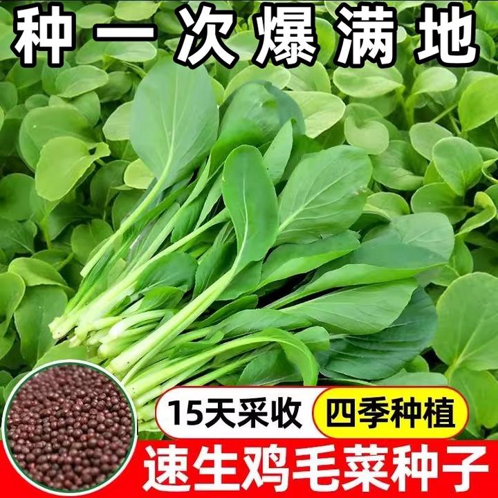 鸡毛菜种子种籽四季小白菜青菜油菜上海青蔬菜菜不生虫小青菜籽