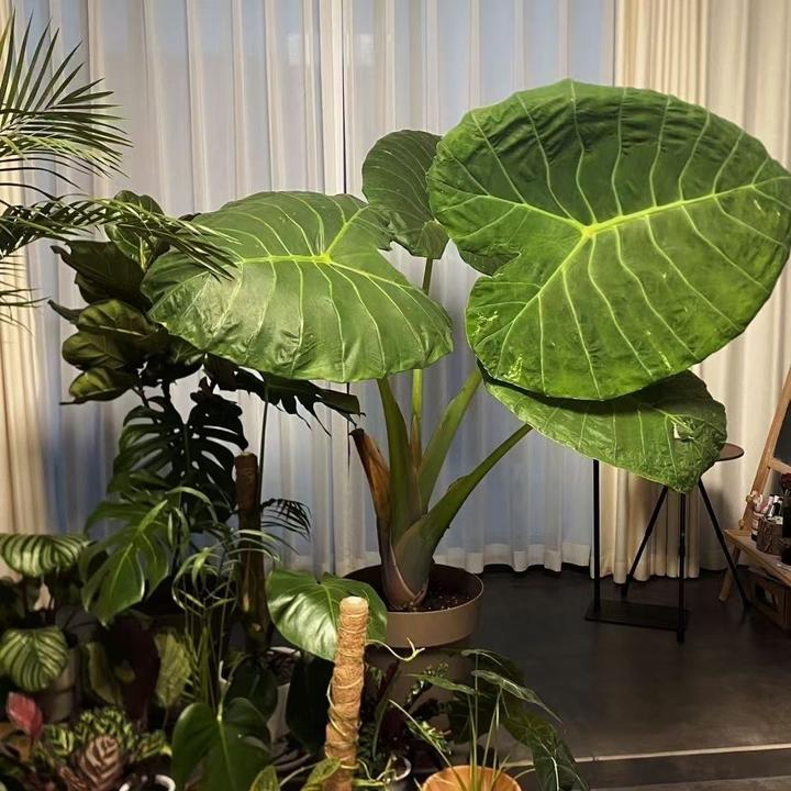 好养客厅水土培老桩室内霸王芋懒人盆栽盆景大叶滴水观音