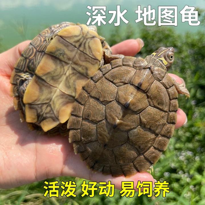 地图龟密西西比地图龟人工繁殖活体特大龟小龟乌幼体亚成体包活到