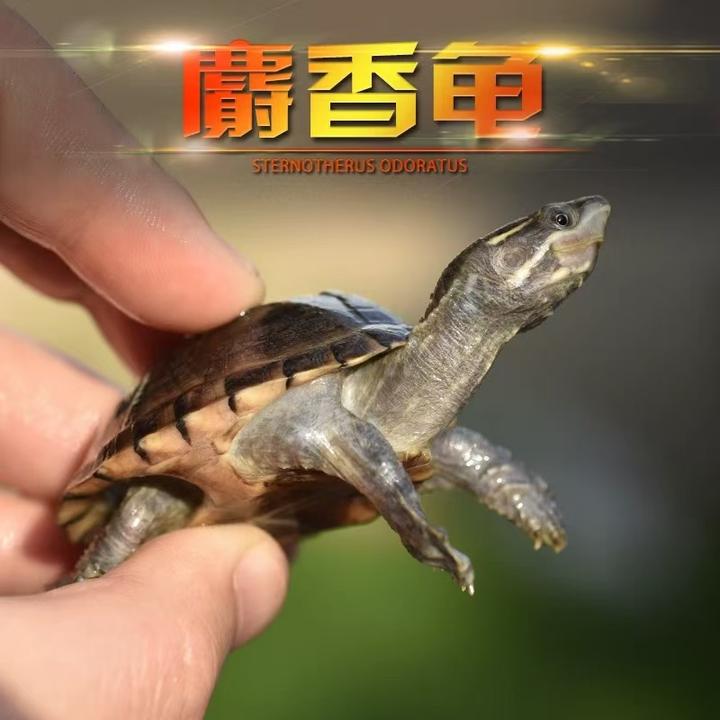 麝香龟苗小乌龟麝香蛋龟纯种小乌龟活体深水龟入门蛋龟观赏宠物龟