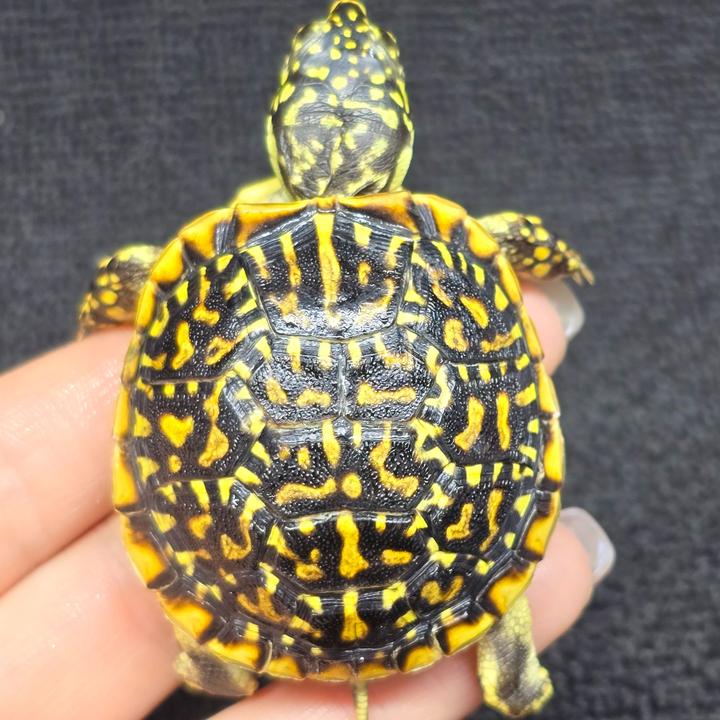 【顺丰包邮】一龟一卡人工合法养殖，锦箱碌仔宠物观赏小乌龟