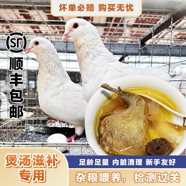 （2/3/4只老鸽）新鲜农家散养五谷杂粮喂养现杀煲汤土老鸽 含心肝胗