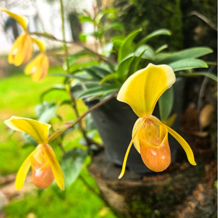 鹿鸣orchids/鹿鸣兜兰爆盆海伦Paph.helenae