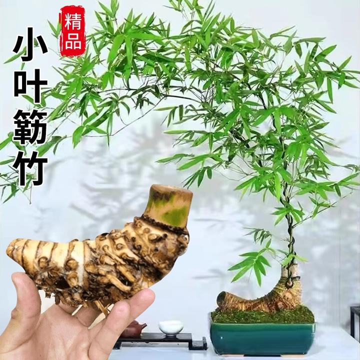 小叶簕竹盆栽生桩老桩室内门竹熟桩桌面庭院观音竹台懒人竹植物