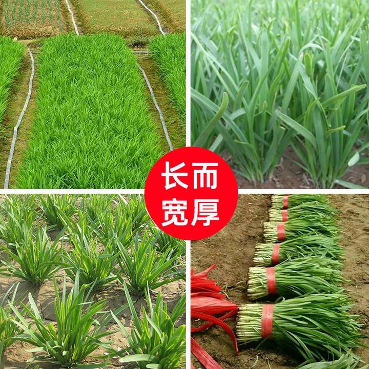 791宽叶韭菜种子雪韭菜籽根四季不休眠阳台盆栽种植耐热寒蔬菜种