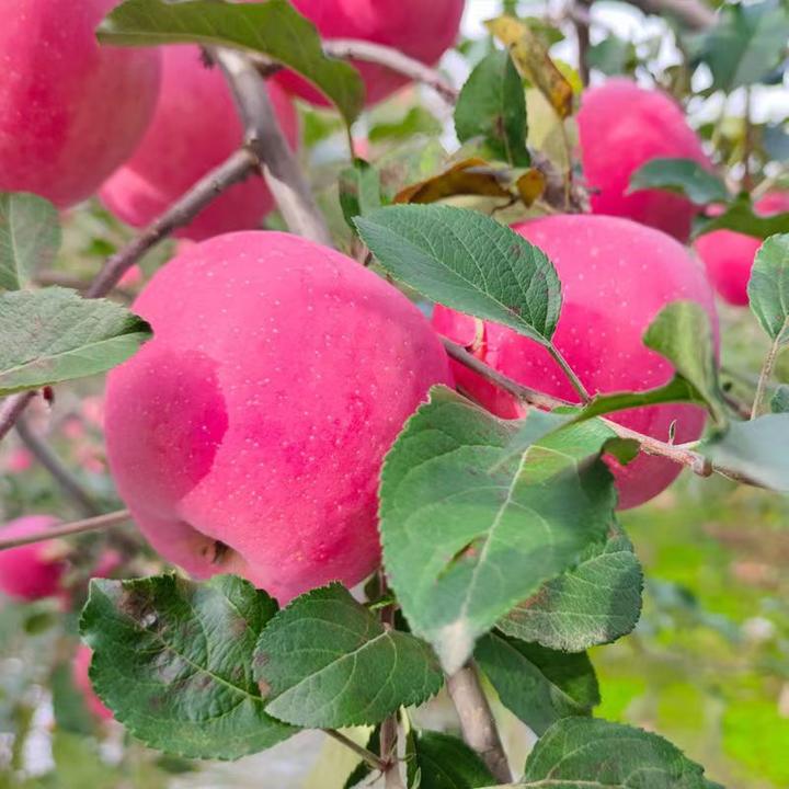 【璇子老家苹果】甘肃庄浪片红富士苹果 脆甜多汁皮薄肉厚产地直发