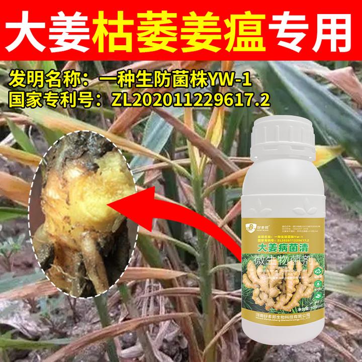 大姜病菌清专利生物菌株技术姜瘟炭疽烂脖子清菌广绿色微生物菌剂