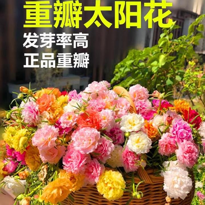 重瓣太阳花花种子花籽四季开花室内花卉易活室外种孑花种籽子包邮