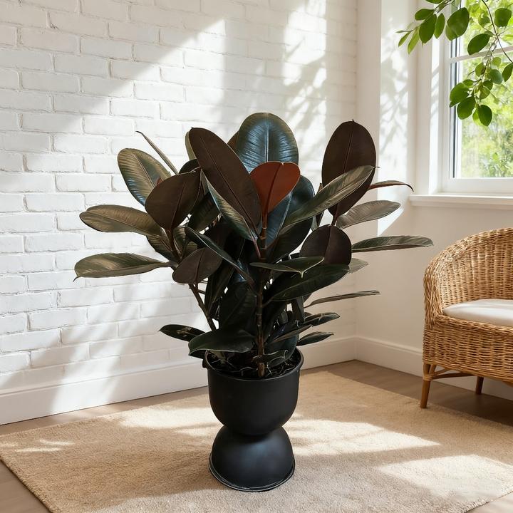 【黑金刚橡皮树】盆栽净化空气室内客厅绿植四季常青好养植物