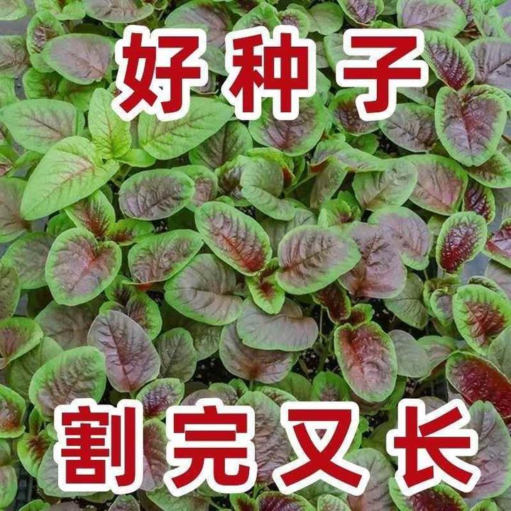 【割完又长】红苋菜种子大叶四季播大圆叶苋蔬菜籽阳台盆栽野菜籽