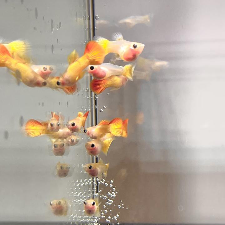 皇家落日玻璃猫凤尾鱼孔雀鱼玻璃猫热带小型观赏鱼好养耐活淡水鱼