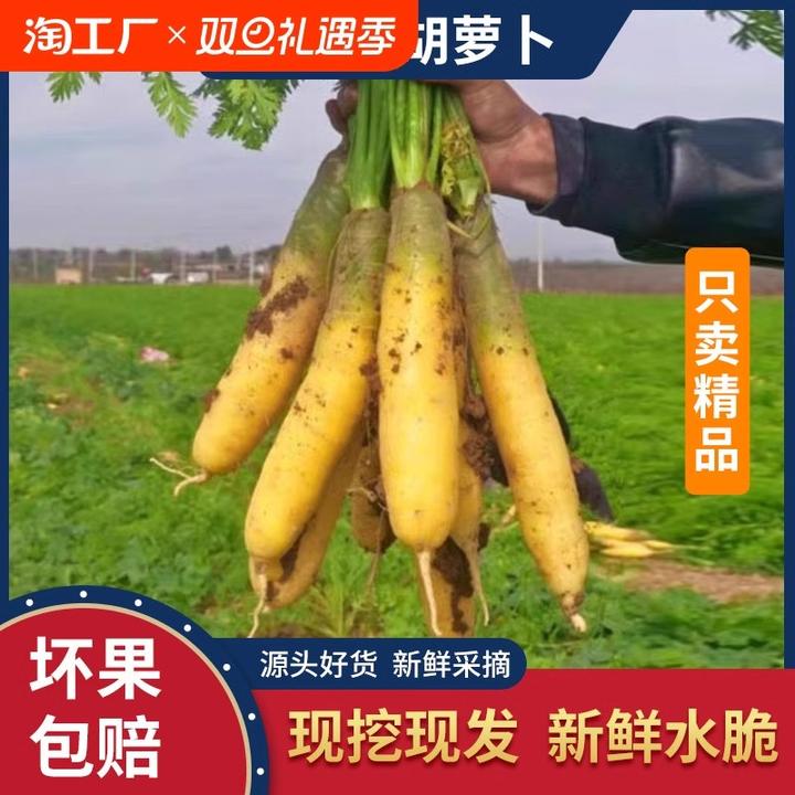 (现挖现发)新鲜带泥胡萝卜沙地水果黄胡萝卜农家自种蔬菜营养