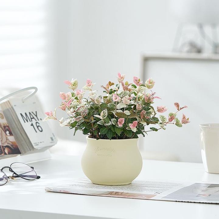 花叶络石四季五彩盆栽室内客厅阳台耐寒好养渐变色叶子花卉盆栽