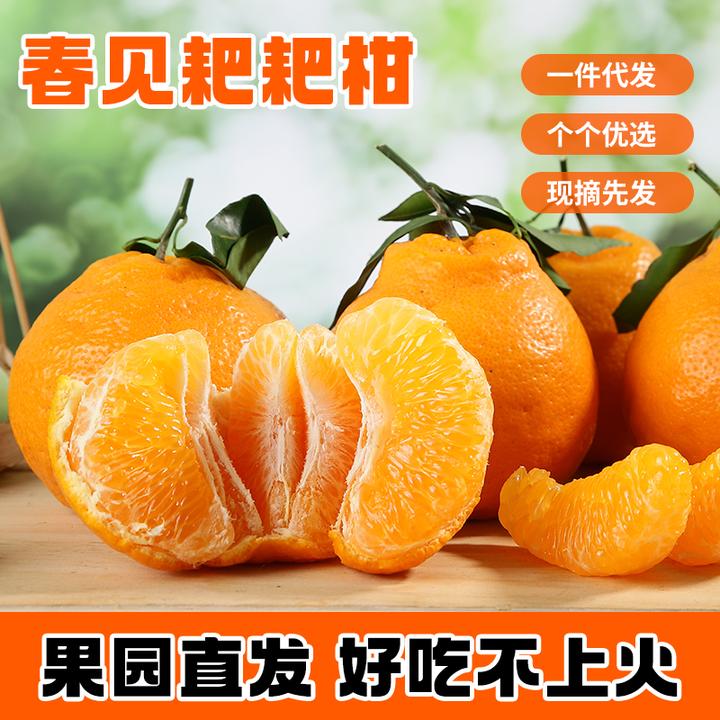 四川春见耙耙柑新鲜当季水果柑橘自然成熟果酸耙耙柑酸甜直发九斤