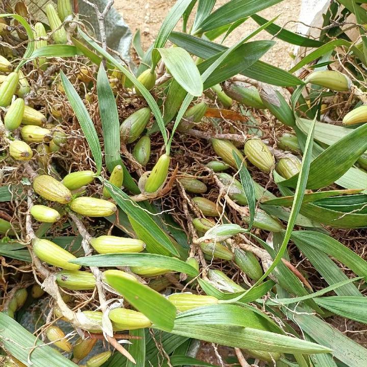 新鲜石橄榄仙桃煲汤煮水佳品现采正宗石橄榄新鲜野生石橄榄双叶