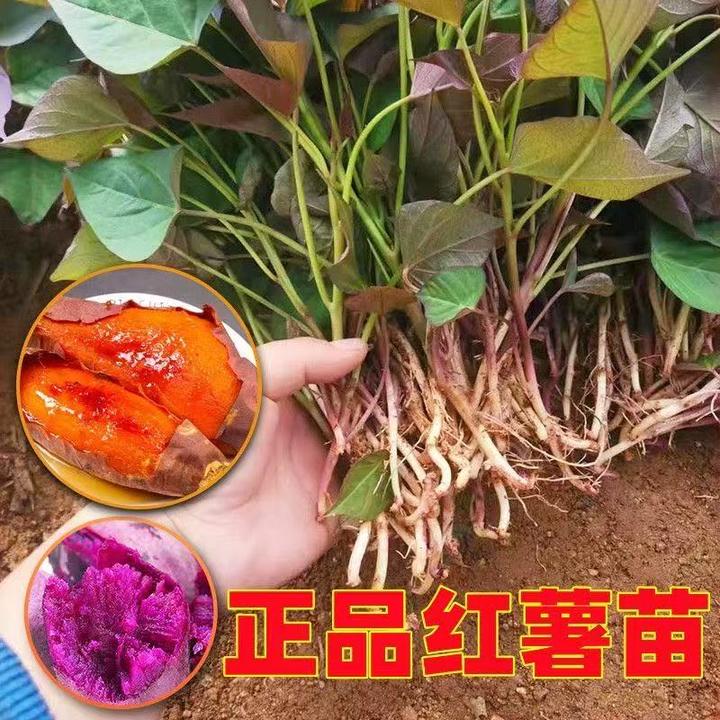 红薯苗地瓜秧蜜薯苗山东苗地瓜苗西瓜红紫薯苗番薯秧苗脱毒地瓜秧