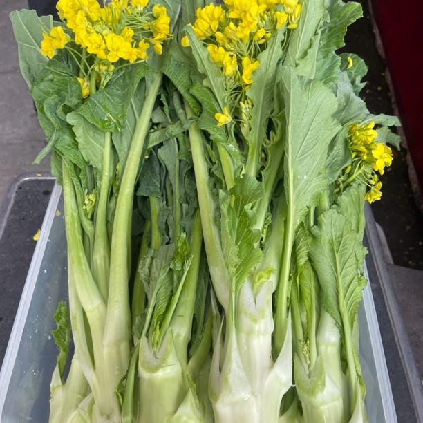广东增城迟菜心  精品礼盒装 顺丰到家  高脚菜
