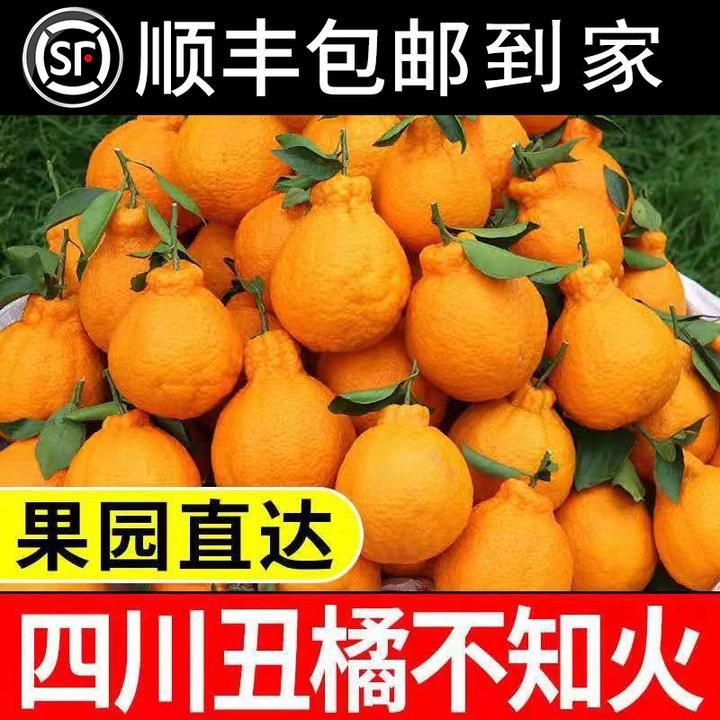现摘现发正宗四川春见耙耙柑粑粑柑薄皮优质新鲜采摘皮薄10斤顺丰