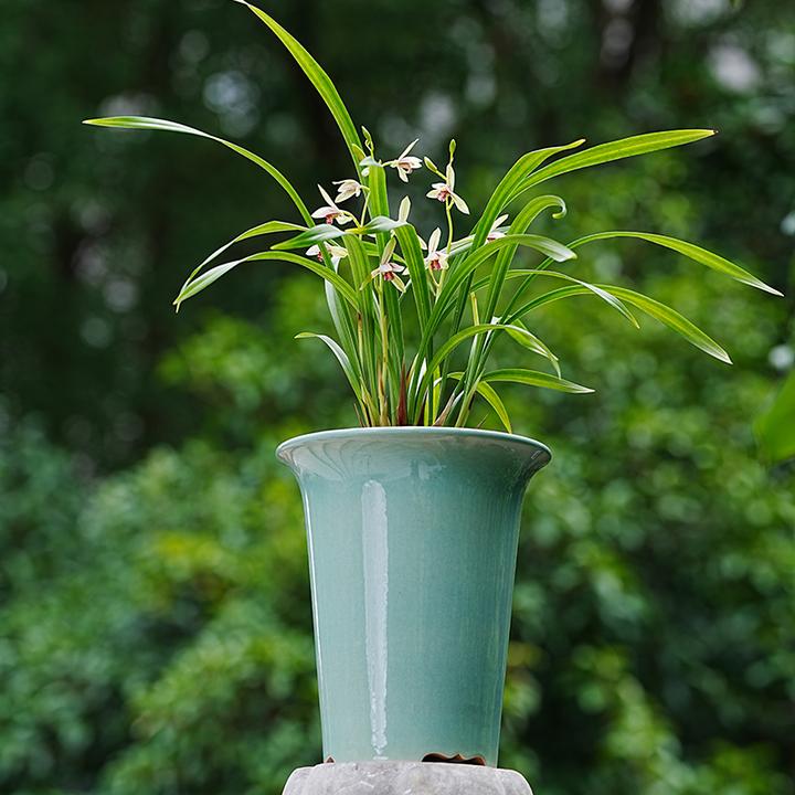 轻奢 中古拾柒号 国色天香 釉水紫砂盆 春兰建兰寒兰君子兰盆