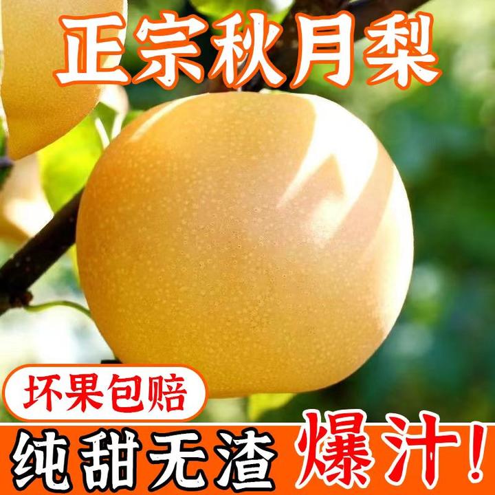 【假一罚十】正宗山东秋月梨现摘脆甜多汁梨5斤大果皮薄冰糖秋月梨