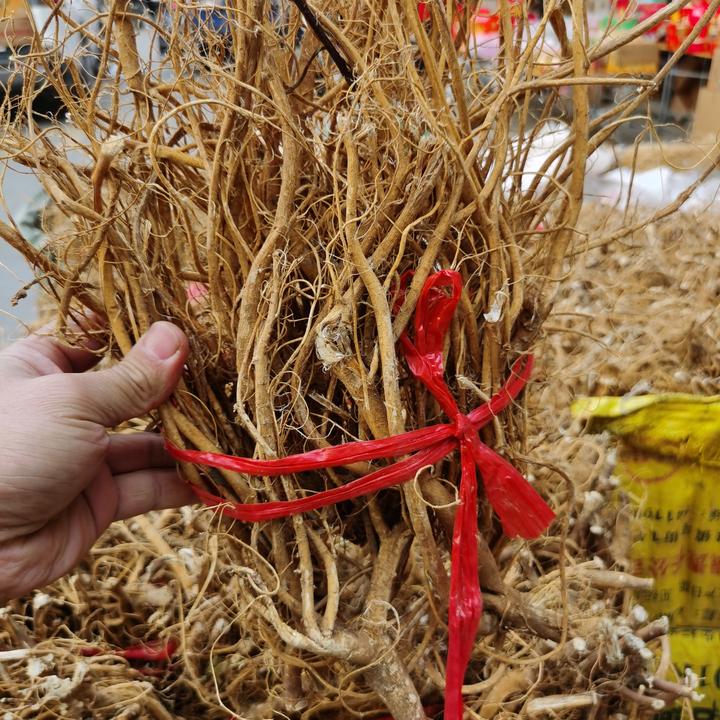 虎尾轮（石参根）无硫黄泥地黄肉2年根