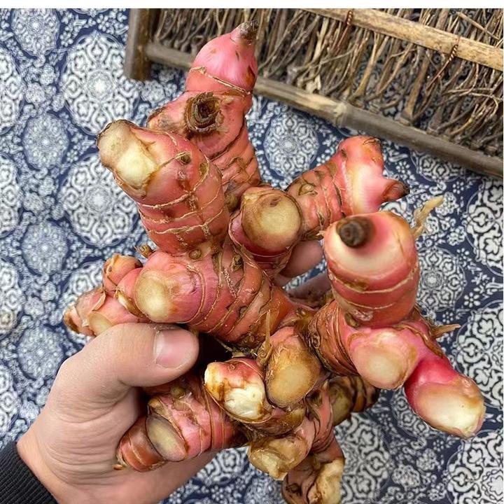 广东潮汕南姜新鲜南姜牛羊肉火锅去腥增香配料调味品老南姜