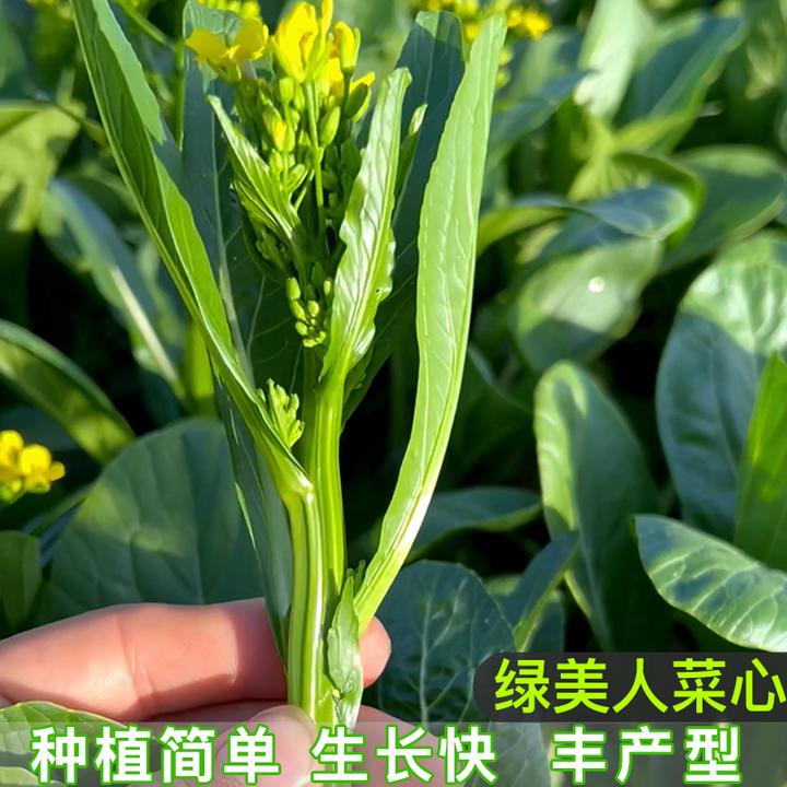 【拍2发3】奶油菜心菜苔种籽 阳台小院春播种植菜园地农家蔬菜种子