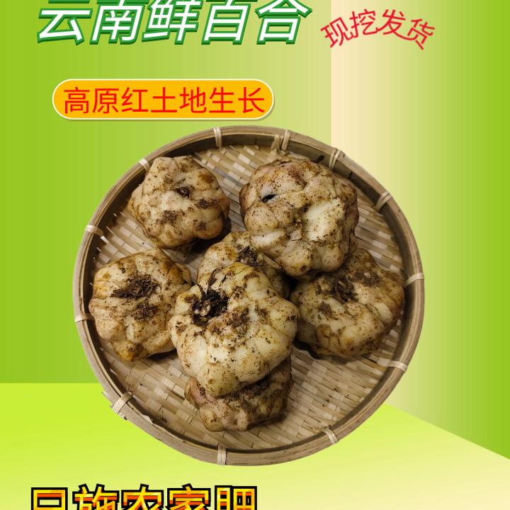 鲜百合云南高原红土百合仿野生百合滋补好物产地发货兰州百合