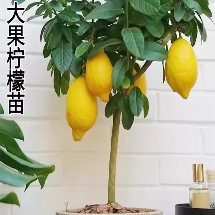 香水柠檬树苗盆栽带果室内室外结果无籽四季柠檬苗食用柠檬树果苗