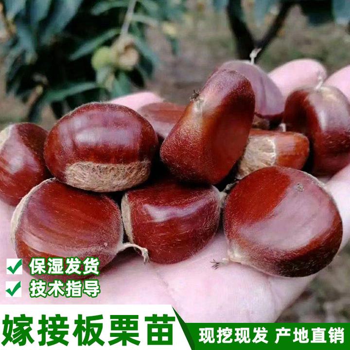 【果苗】南北方种植大红袍板栗树苗九家种板栗嫁接苗栗子树苗当年结