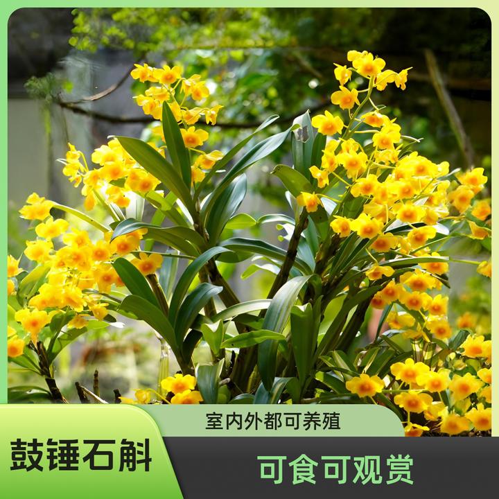 鼓锤石斛//室内外可养/易成活/4月5月花期/四季长清