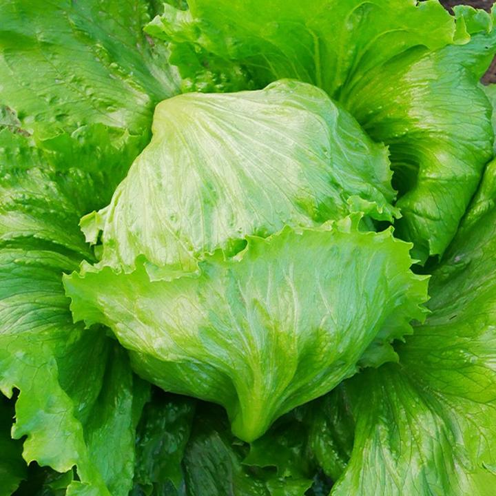 【结球生菜种子】球种籽球形四季阳台秋后菜籽高产菜种蔬菜青菜大全