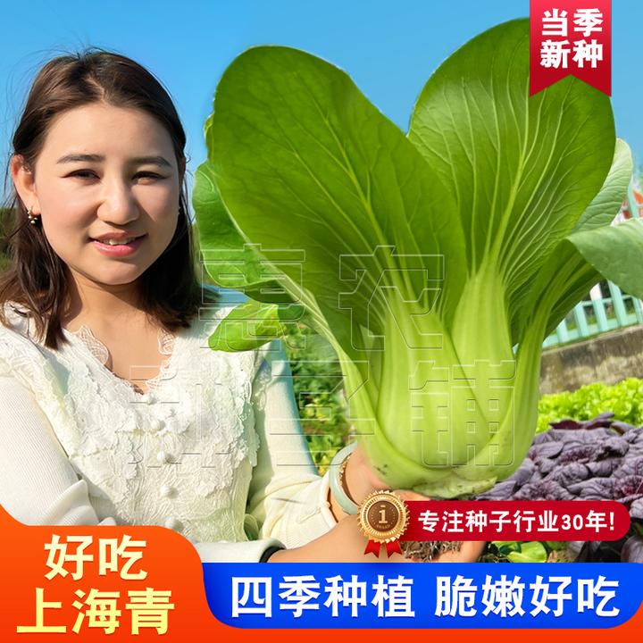 好吃上海青种子 绿娜青梗菜耐热耐寒上海青四季阳台盆栽庭院蔬菜