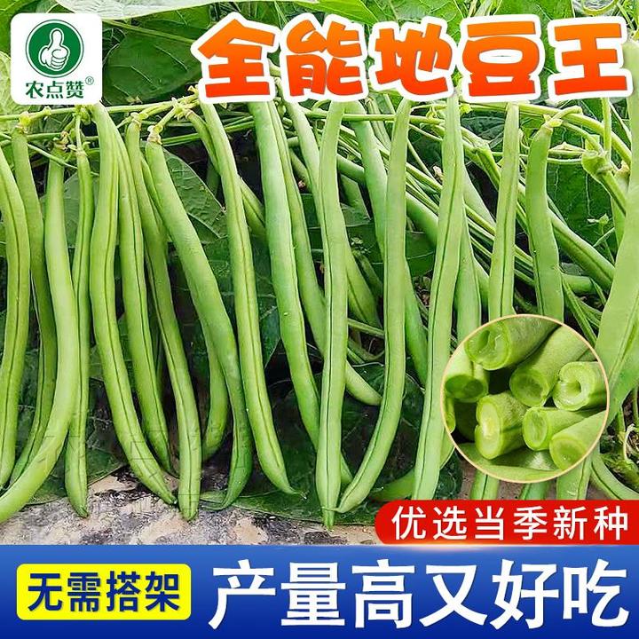 【无架四季豆种子】家庭阳台小院盆栽地栽四季种植