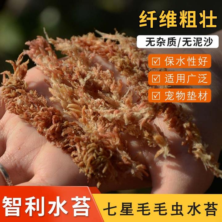 【10克】智利水苔蝴蝶兰专用毛毛虫水苔七星干苔藓兰乌龟冬眠垫材