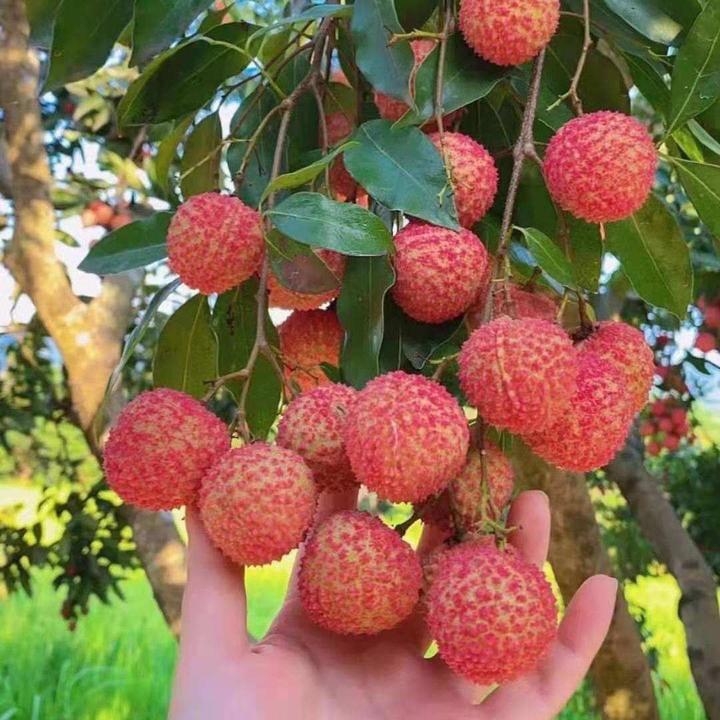 无核荔枝嫁接苗带土发货