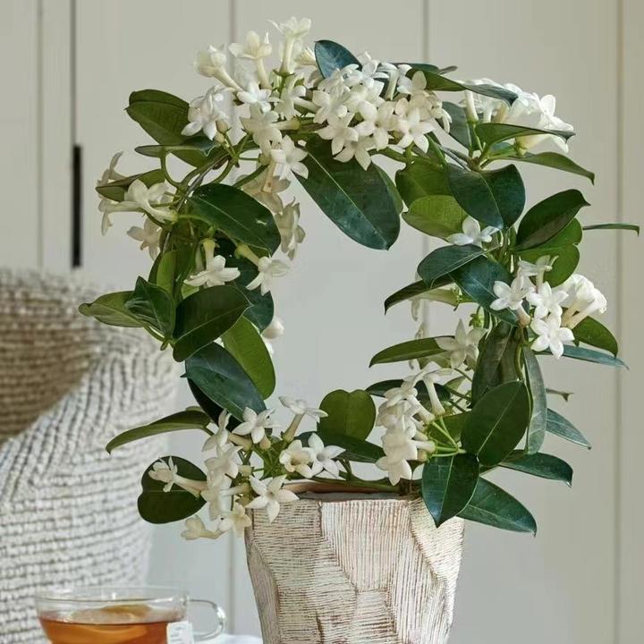 虹越 | 马达加斯加茉莉1加仑盆栽苗常绿爬藤植物阳台花园植物