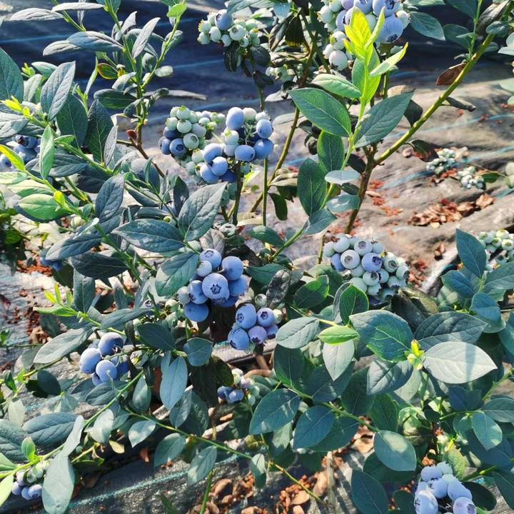 大果蓝莓树苗 花香F6薄雾绿宝石特大果脆甜多汁