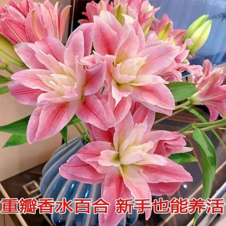 百合种球百合浓香型花卉类盆栽花种大球香水百合种球四季粉色