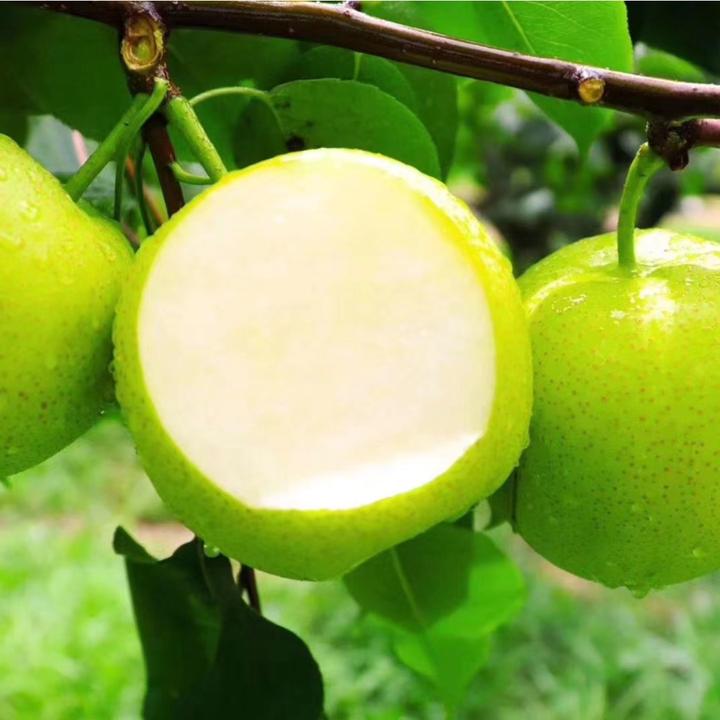 正宗砀山青梨翠玉皇冠梨蜜甜新鲜水果梨砀山梨甜皮薄汁多商香甜品