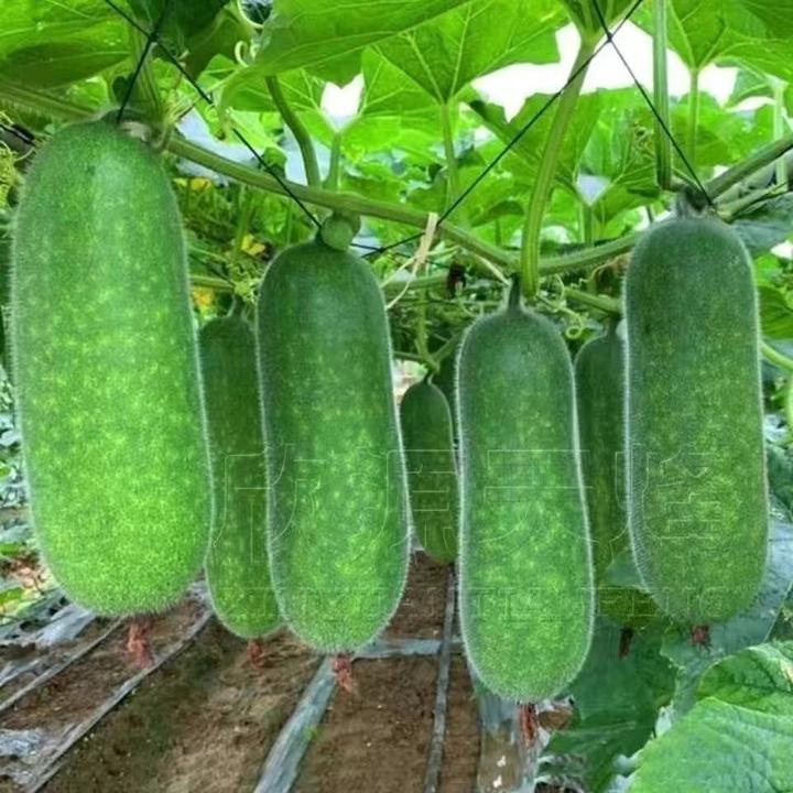 新鲜毛节瓜 小冬瓜 新鲜蔬菜 整箱5斤批发包邮