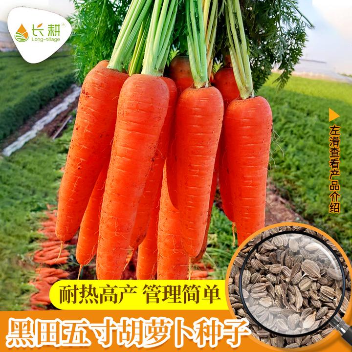 山东老五寸胡萝卜黄胡萝卜种子种子七寸水果胡萝卜种籽春秋四季